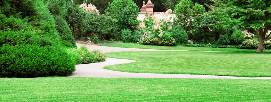 A wide striped lawn with a curving path through mature planting